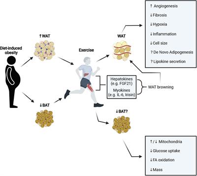 The Effects of Exercise on White and Brown Adipose Tissue Cellularity, Metabolic Activity and Remodeling